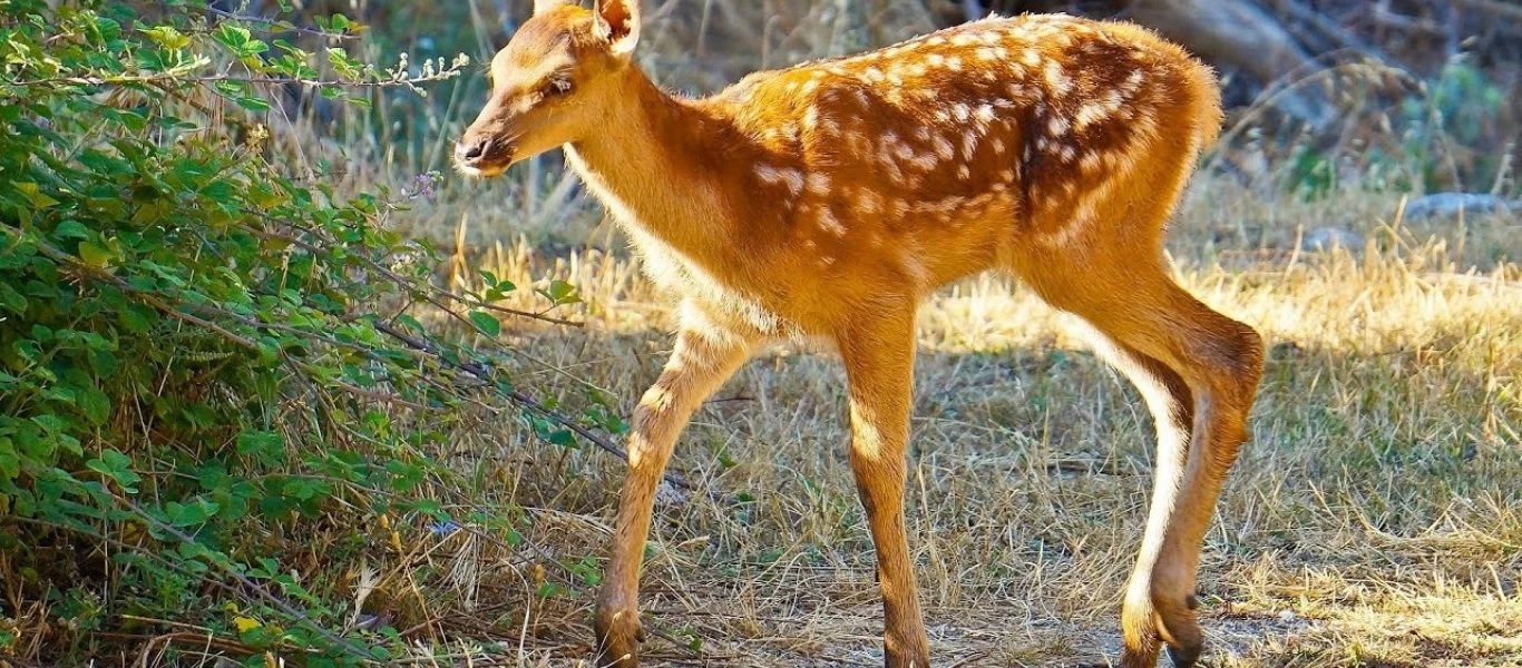 Πάρνηθα: Πατατάκια και τυρόπιτες οδήγησαν ένα ελάφι στον θάνατο